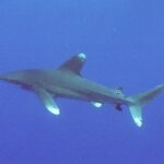 Un tiburón oceánico de perfil en aguas abiertas y azules: primera dorsal alta y redondeada, pectorales largas, puntas blancas moteadas en la dorsal, las pectorales y los lóbulos de la cola