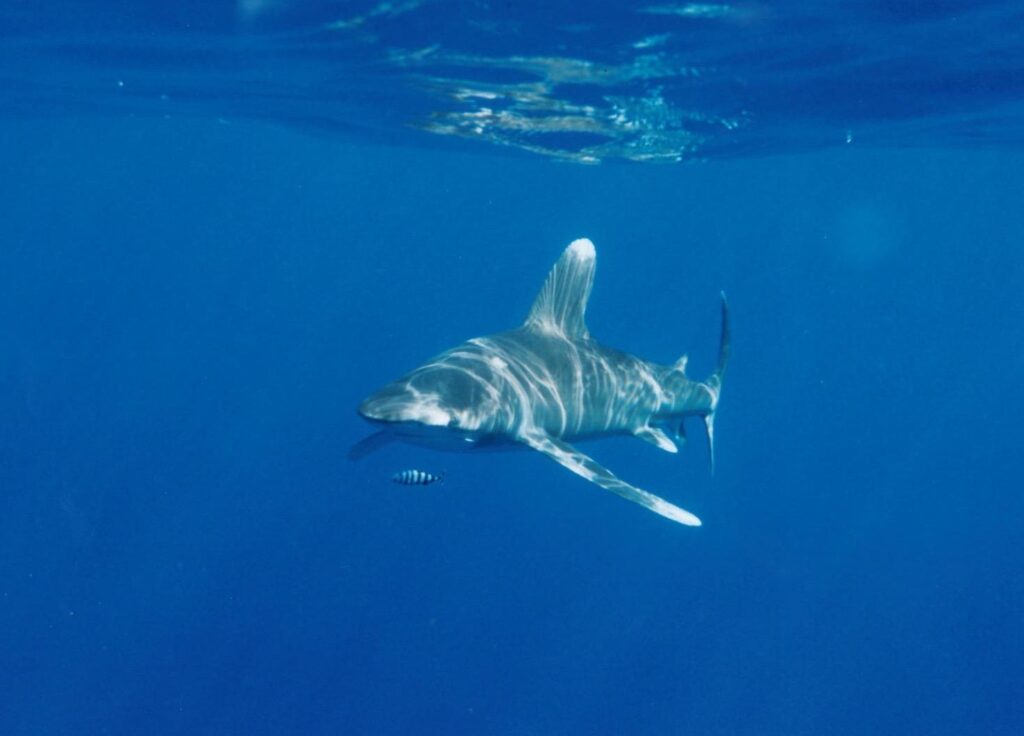 Un tiburón oceánico nada justo bajo la superficie hacia el objetivo, con el dorso surcado de reflejos de sol y un pez piloto rayado delante del hocico