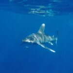 Un tiburón oceánico nada justo bajo la superficie hacia el objetivo, con el dorso surcado de reflejos de sol y un pez piloto rayado delante del hocico