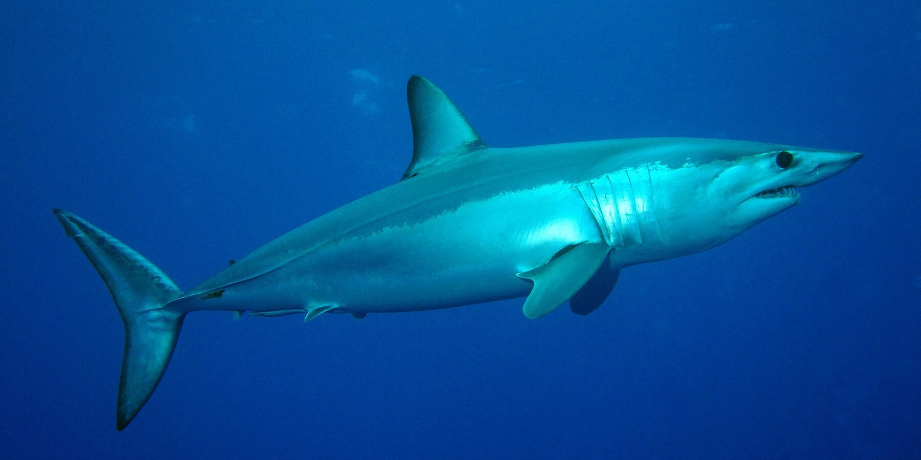 Un tiburón mako visto de lado, con el dorso azul metálico y el vientre blanco, el hocico puntiagudo, los dientes a la vista y un gran ojo negro, en el azul del banco Condor