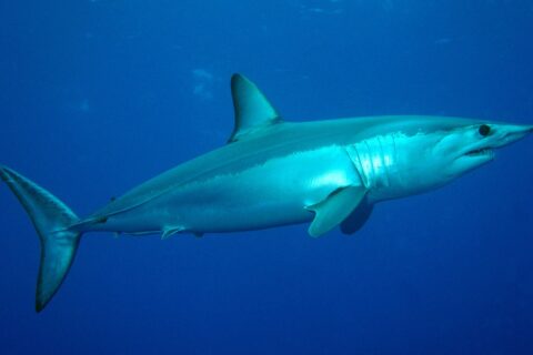 Un tiburón mako visto de lado, con el dorso azul metálico y el vientre blanco, el hocico puntiagudo, los dientes a la vista y un gran ojo negro, en el azul del banco Condor