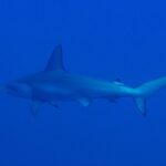 Un tiburón martillo común visto de lado y un poco desde abajo, nadando de izquierda a derecha en un azul uniforme