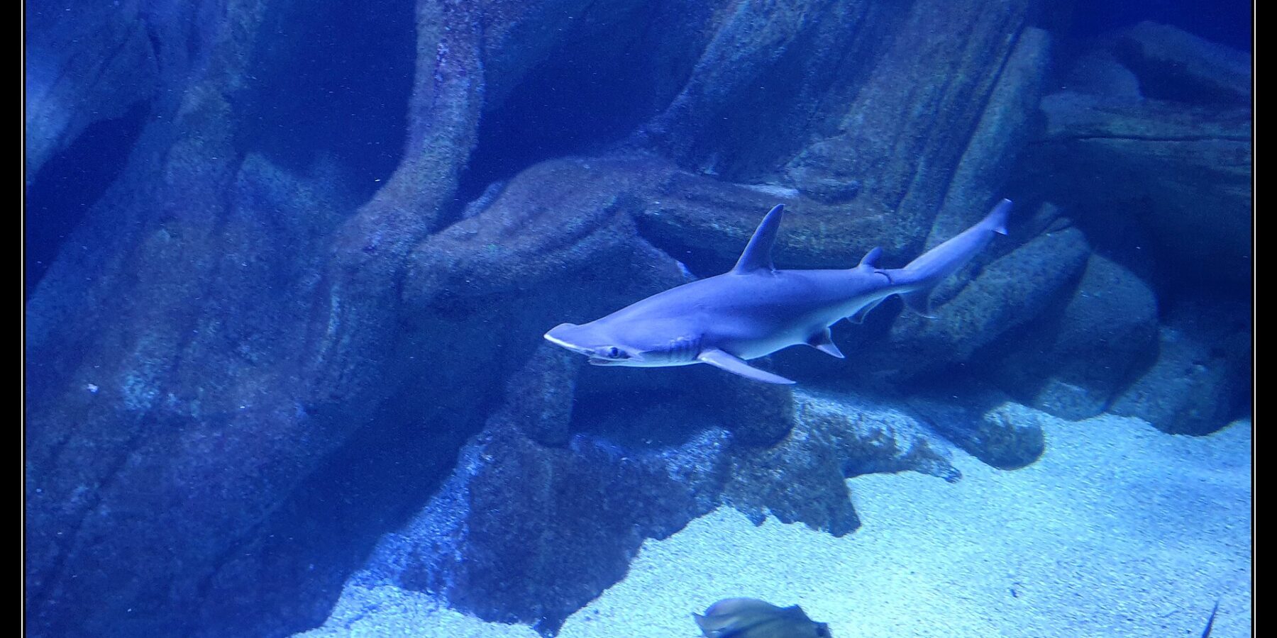Un tiburón martillo liso nada de perfil, con la cabeza a la izquierda, en el tanque azul de un acuario: la cabeza aplanada en forma de martillo con el ojo en su extremo, una alta aleta dorsal y el vientre claro; una raya y otro tiburón pasan sobre la arena más abajo