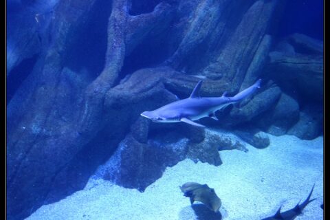 Un tiburón martillo liso nada de perfil, con la cabeza a la izquierda, en el tanque azul de un acuario: la cabeza aplanada en forma de martillo con el ojo en su extremo, una alta aleta dorsal y el vientre claro; una raya y otro tiburón pasan sobre la arena más abajo