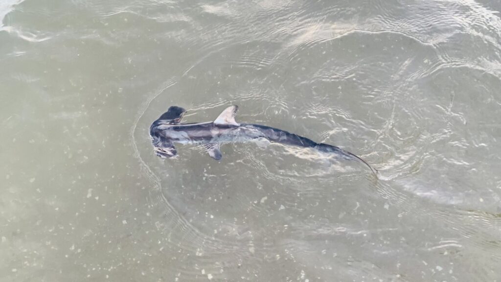 Un tiburón martillo liso joven visto desde arriba en un agua verde y poco profunda, con la cabeza en forma de martillo a la izquierda, la aleta dorsal y las pectorales desplegadas