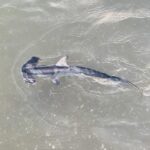 Un tiburón martillo liso joven visto desde arriba en un agua verde y poco profunda, con la cabeza en forma de martillo a la izquierda, la aleta dorsal y las pectorales desplegadas