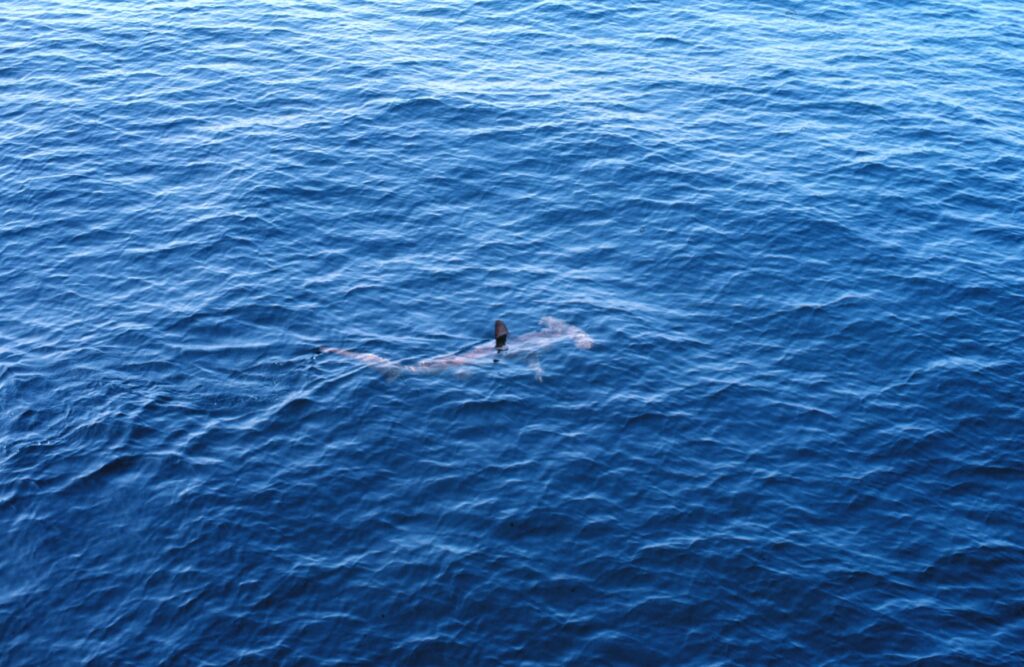 Un tiburón martillo liso visto desde arriba, justo bajo la superficie de un mar azul, con la aleta dorsal fuera del agua y la cabeza en forma de martillo bien visible delante