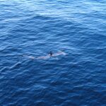 Un tiburón martillo liso visto desde arriba, justo bajo la superficie de un mar azul, con la aleta dorsal fuera del agua y la cabeza en forma de martillo bien visible delante