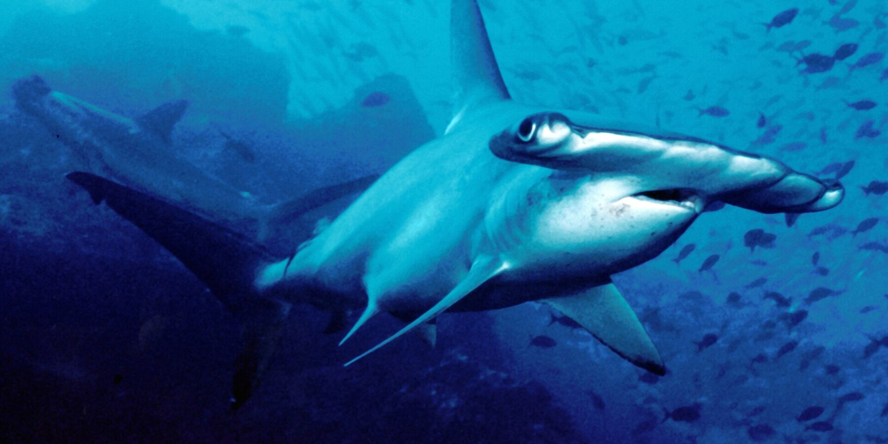 Un tiburón martillo común nada hacia la cámara en aguas azules, un segundo al fondo y pequeños peces por encima
