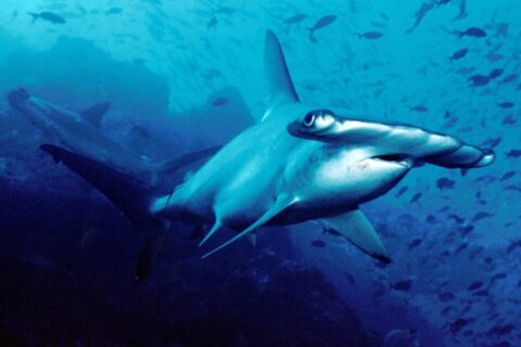 Un tiburón martillo común nada hacia la cámara en aguas azules, un segundo al fondo y pequeños peces por encima