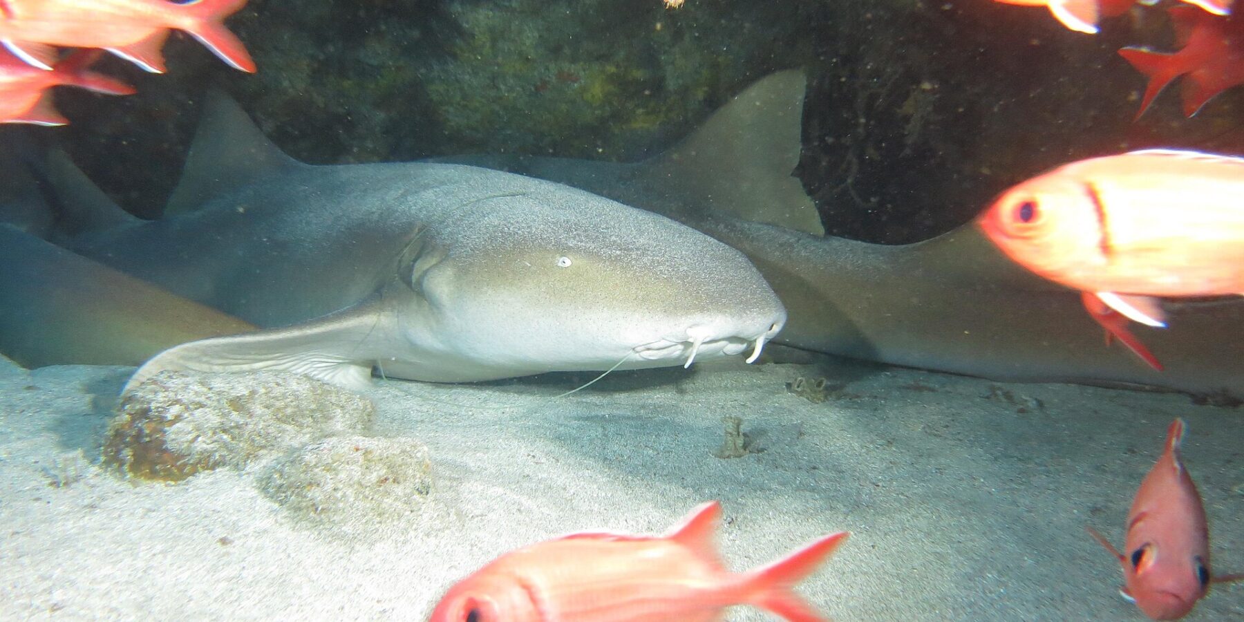Varios tiburones nodriza tumbados en la arena bajo un saliente rocoso, el primero muestra su cabeza ancha y plana, su ojo pequeño y sus dos largos barbillones, delante de peces soldado rojos
