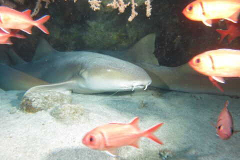Varios tiburones nodriza tumbados en la arena bajo un saliente rocoso, el primero muestra su cabeza ancha y plana, su ojo pequeño y sus dos largos barbillones, delante de peces soldado rojos