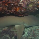 Un tiburón nodriza leonado, marrón uniforme, posado en el fondo bajo un saliente de coral rojo y rosa, con dos pequeños peces naranjas a la derecha