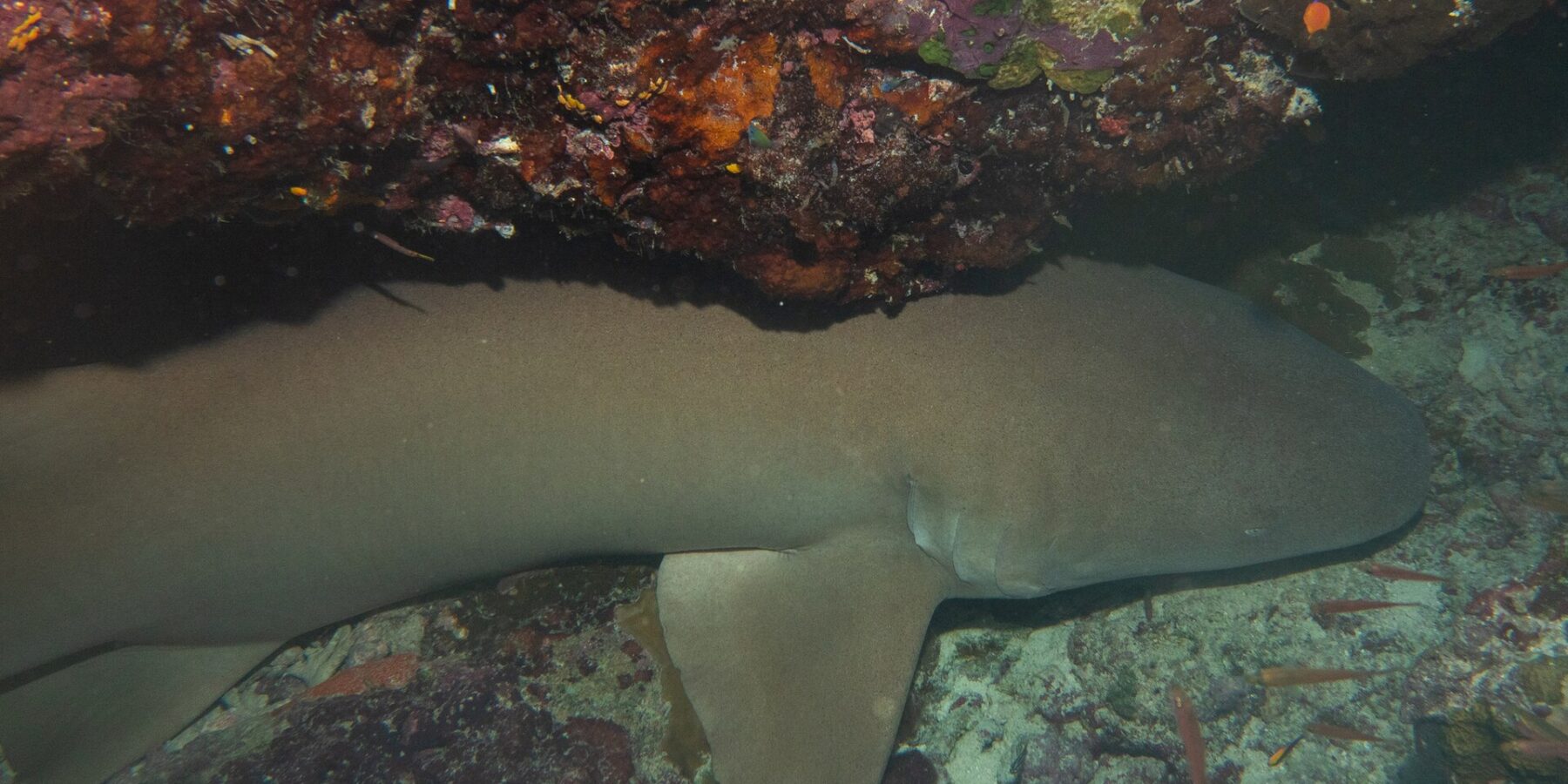 Un tiburón nodriza leonado, marrón uniforme, posado en el fondo bajo un saliente de coral rojo y rosa, con dos pequeños peces naranjas a la derecha
