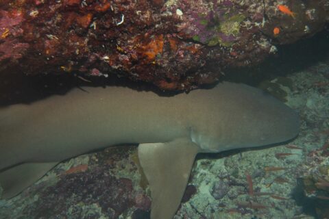 Un tiburón nodriza leonado, marrón uniforme, posado en el fondo bajo un saliente de coral rojo y rosa, con dos pequeños peces naranjas a la derecha