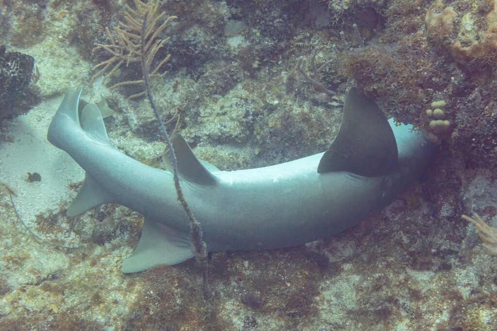 Un tiburón nodriza tumbado en el fondo, con la cabeza metida bajo un saliente del arrecife: dos dorsales redondeadas, la primera más grande, una pectoral ancha y redondeada y una cola larga sin lóbulo inferior