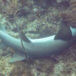 Un tiburón nodriza tumbado en el fondo, con la cabeza metida bajo un saliente del arrecife: dos dorsales redondeadas, la primera más grande, una pectoral ancha y redondeada y una cola larga sin lóbulo inferior