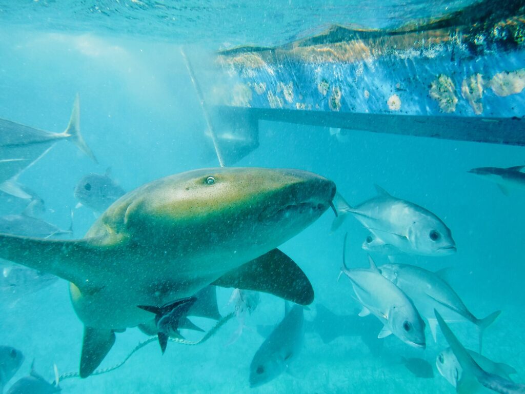 Un tiburón nodriza nada cerca de la superficie bajo el casco de un barco, entre jureles plateados: ojo pequeño, barbillón que cuelga delante de la boca, pectoral ancha y redondeada, piel de beige a marrón finamente moteada