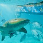 Un tiburón nodriza nada cerca de la superficie bajo el casco de un barco, entre jureles plateados: ojo pequeño, barbillón que cuelga delante de la boca, pectoral ancha y redondeada, piel de beige a marrón finamente moteada