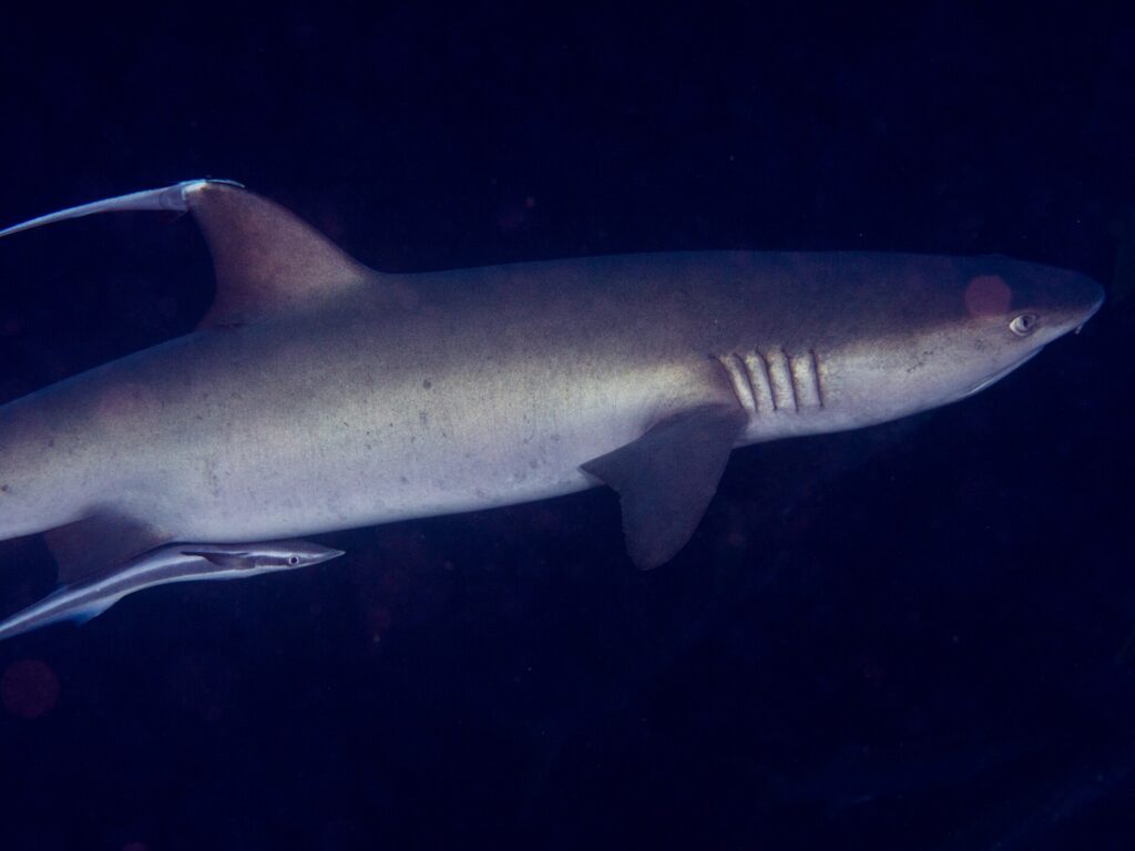 Un tiburón de puntas blancas gris visto de perfil, con la cabeza a la derecha, la aleta dorsal y las hendiduras branquiales bien visibles, seguido por una rémora bajo el vientre, sobre fondo de agua oscura.