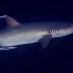 Un tiburón de puntas blancas gris visto de perfil, con la cabeza a la derecha, la aleta dorsal y las hendiduras branquiales bien visibles, seguido por una rémora bajo el vientre, sobre fondo de agua oscura.