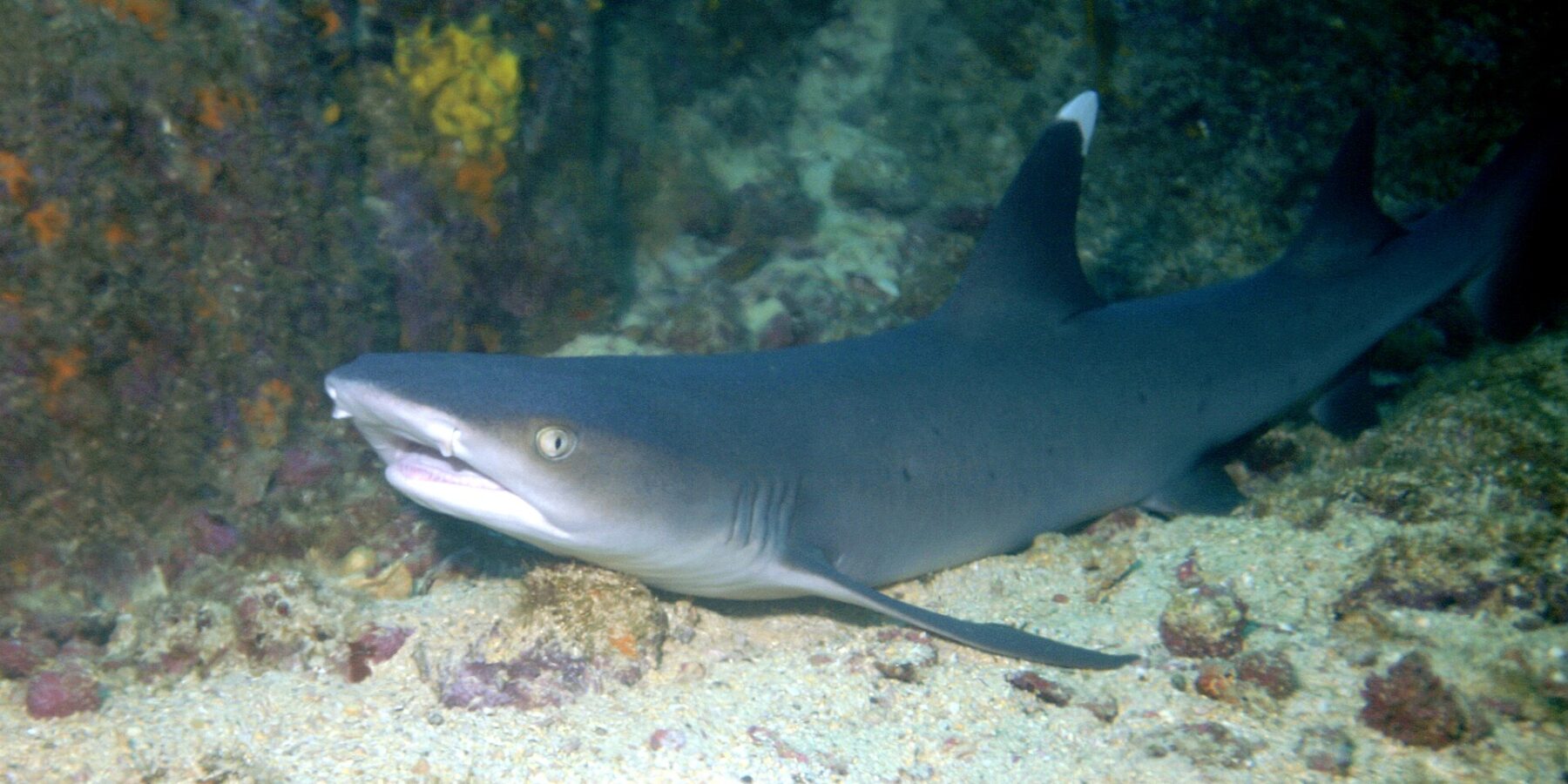 Un tiburón de puntas blancas de arrecife en reposo sobre la arena al pie de una pared rocosa, con la boca entreabierta y la punta de la primera dorsal de un blanco intenso