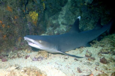 Un tiburón de puntas blancas de arrecife en reposo sobre la arena al pie de una pared rocosa, con la boca entreabierta y la punta de la primera dorsal de un blanco intenso
