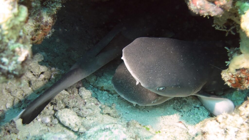 Varios tiburones de puntas blancas de arrecife jóvenes apretados en una cavidad del arrecife, con una cabeza ancha y aplanada de hocico redondeado vista de frente en primer plano