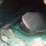 Varios tiburones de puntas blancas de arrecife jóvenes apretados en una cavidad del arrecife, con una cabeza ancha y aplanada de hocico redondeado vista de frente en primer plano