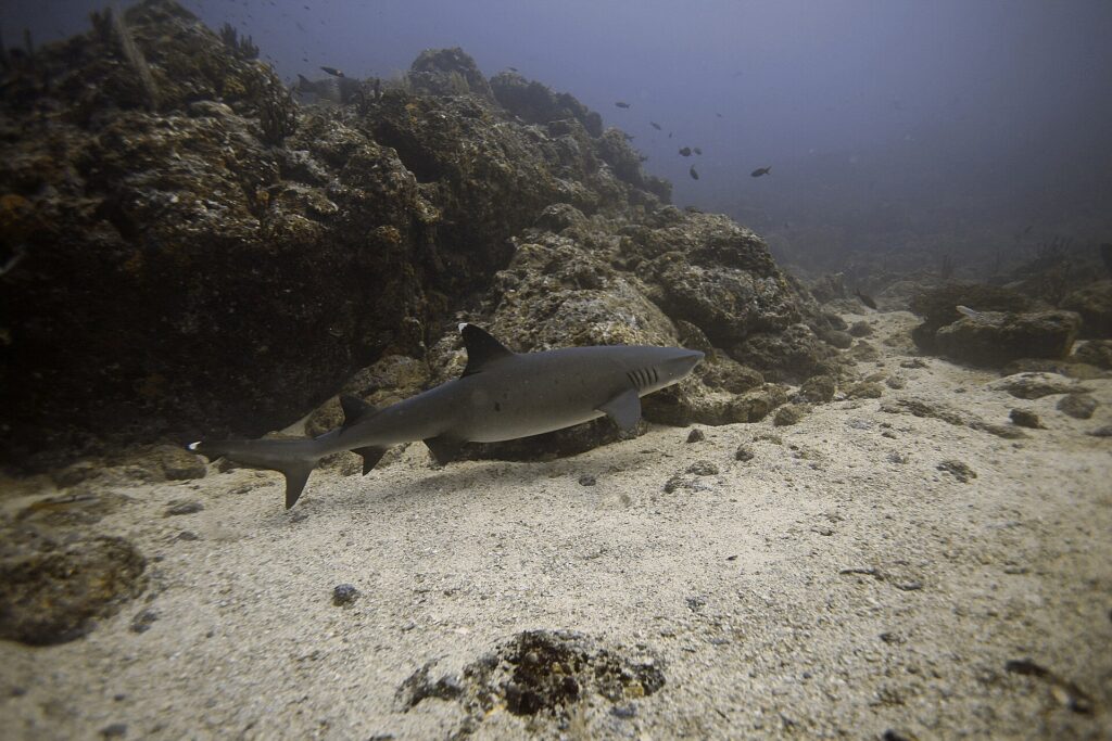 Un tiburón de puntas blancas de arrecife nada de perfil a ras de la arena a lo largo de un arrecife rocoso, con las puntas blancas de la primera dorsal y de la parte alta de la cola bien visibles