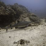 Un tiburón de puntas blancas de arrecife nada de perfil a ras de la arena a lo largo de un arrecife rocoso, con las puntas blancas de la primera dorsal y de la parte alta de la cola bien visibles