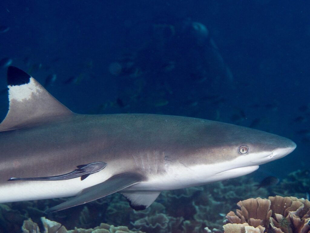 Un tiburón de puntas negras visto de perfil en primer plano, con la cabeza a la derecha, la aleta dorsal de punta negra y una rémora pegada al costado, que pasa junto a corales lechuga sobre un fondo de agua azul oscuro.