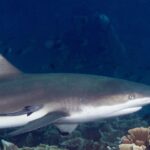 Un tiburón de puntas negras visto de perfil en primer plano, con la cabeza a la derecha, la aleta dorsal de punta negra y una rémora pegada al costado, que pasa junto a corales lechuga sobre un fondo de agua azul oscuro.