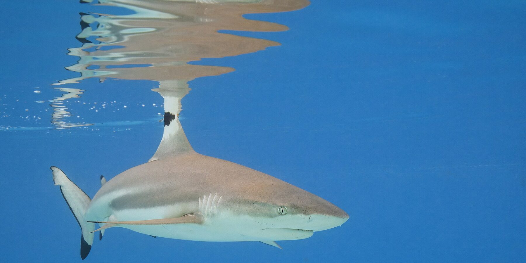 Un tiburón de puntas negras de arrecife nada justo bajo la superficie de un agua azul, con la punta negra de la primera dorsal asomando y su reflejo dibujado en la superficie, y la punta negra del lóbulo inferior de la cola bien visible