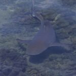 Un tiburón de puntas negras visto desde arriba a través de la superficie, nadando en muy poca agua sobre corales de cuero, con la punta negra de la cola bien visible, en una luz velada.