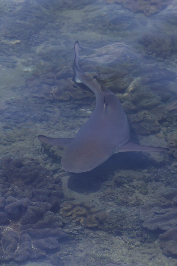 Un tiburón de puntas negras visto desde arriba a través de la superficie, nadando en muy poca agua sobre corales de cuero, con la punta negra de la cola bien visible, en una luz velada.