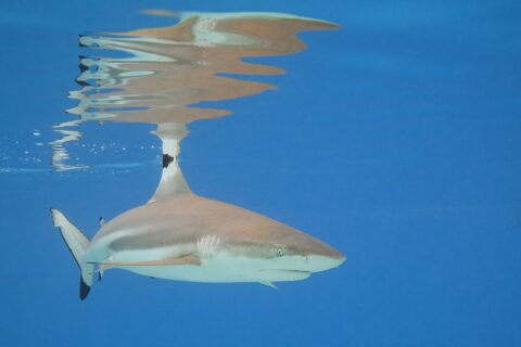 Un tiburón de puntas negras de arrecife nada justo bajo la superficie de un agua azul, con la punta negra de la primera dorsal asomando y su reflejo dibujado en la superficie, y la punta negra del lóbulo inferior de la cola bien visible