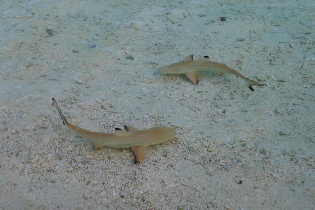 Dos tiburones de puntas negras jóvenes vistos desde arriba en aguas muy poco profundas y claras, sobre la arena y restos de coral, con las puntas negras de las aletas bien visibles