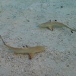 Dos tiburones de puntas negras jóvenes vistos desde arriba en aguas muy poco profundas y claras, sobre la arena y restos de coral, con las puntas negras de las aletas bien visibles