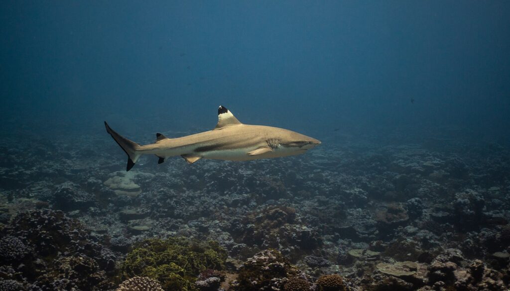 Un tiburón de puntas negras de arrecife nada de perfil sobre un arrecife de coral, con la punta negra de la primera dorsal resaltada por una banda clara, las demás aletas y el lóbulo inferior de la cola terminados en negro, y una banda oscura seguida de una banda clara en el flanco