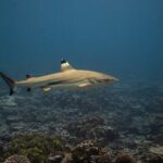 Un tiburón de puntas negras de arrecife nada de perfil sobre un arrecife de coral, con la punta negra de la primera dorsal resaltada por una banda clara, las demás aletas y el lóbulo inferior de la cola terminados en negro, y una banda oscura seguida de una banda clara en el flanco
