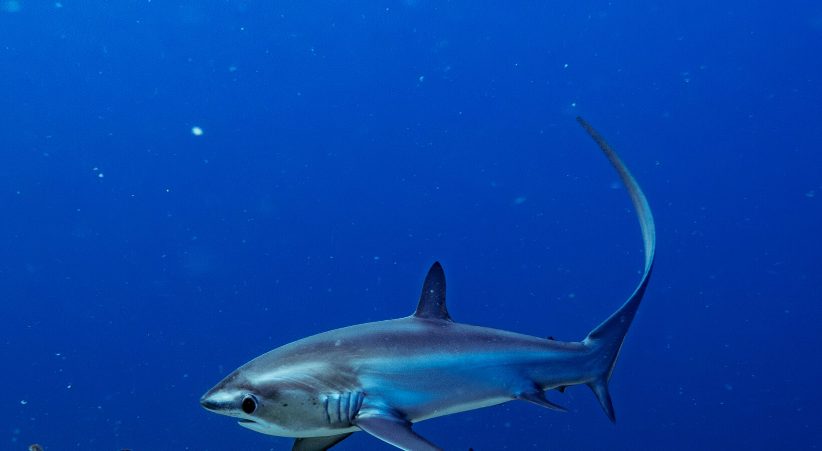 Un tiburón zorro pelágico de dorso azul, con su larga cola erguida en forma de hoz, nada sobre un fondo de algas en el azul