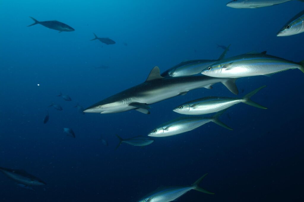 Un tiburón sedoso gris plateado nada hacia la izquierda en el azul profundo, escoltado por un grupo de macarelas salmón plateadas con ribetes azules y cola amarilla, con otros peces en silueta a lo lejos.