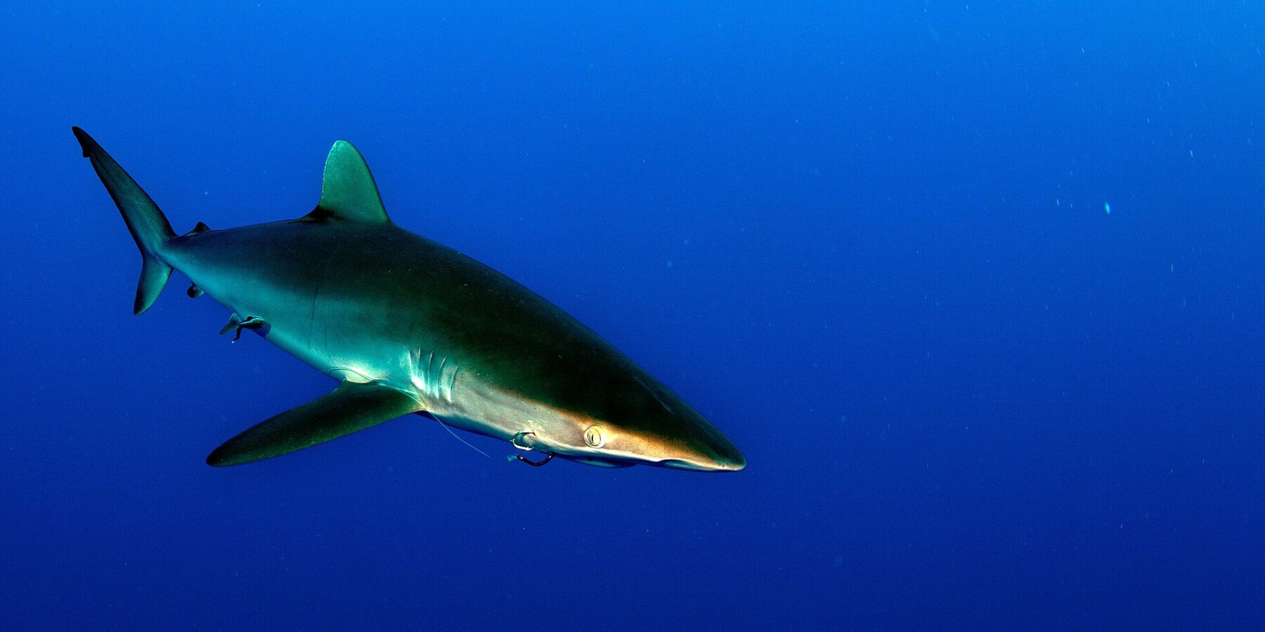 Un tiburón sedoso de dorso bronce y largas pectorales nada hacia la derecha en un agua azul profundo, sin fondo visible