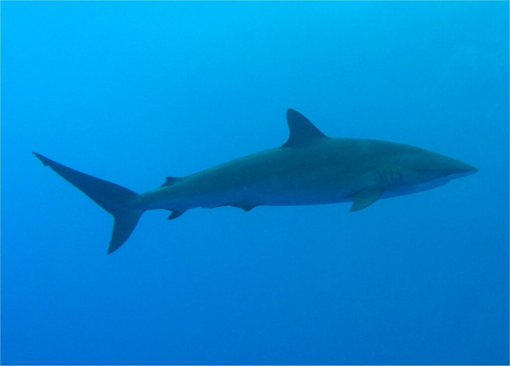Un tiburón sedoso de perfil en el azul, de cuerpo fino y alargado, con la primera dorsal bastante pequeña situada por detrás de las pectorales y una segunda dorsal diminuta cerca de la cola