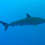 Un tiburón sedoso de perfil en el azul, de cuerpo fino y alargado, con la primera dorsal bastante pequeña situada por detrás de las pectorales y una segunda dorsal diminuta cerca de la cola