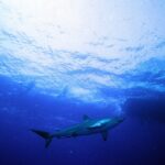 Un tiburón sedoso visto desde abajo nada justo bajo la superficie soleada, con dos siluetas de buceadores encima y, a la derecha, la sombra oscura del casco de un barco