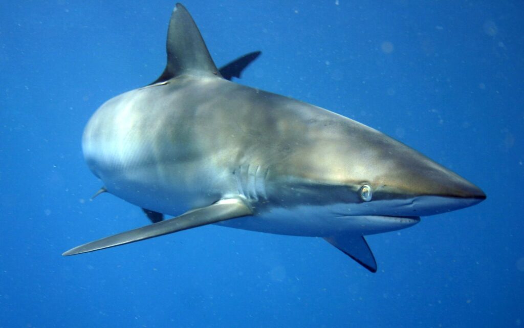 Un tiburón sedoso visto de tres cuartos de frente en el azul, con el dorso de reflejos bronce y dorados, el vientre blanco, el hocico largo y redondeado, el ojo redondo, las hendiduras branquiales y una larga pectoral estrecha