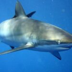Un tiburón sedoso visto de tres cuartos de frente en el azul, con el dorso de reflejos bronce y dorados, el vientre blanco, el hocico largo y redondeado, el ojo redondo, las hendiduras branquiales y una larga pectoral estrecha