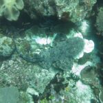 Un tiburón alfombra barbudo visto desde arriba, tumbado sobre el arrecife, con su piel gris jaspeada confundida con los corales, la cabeza con flecos a la derecha y la cola curvada hacia la izquierda.